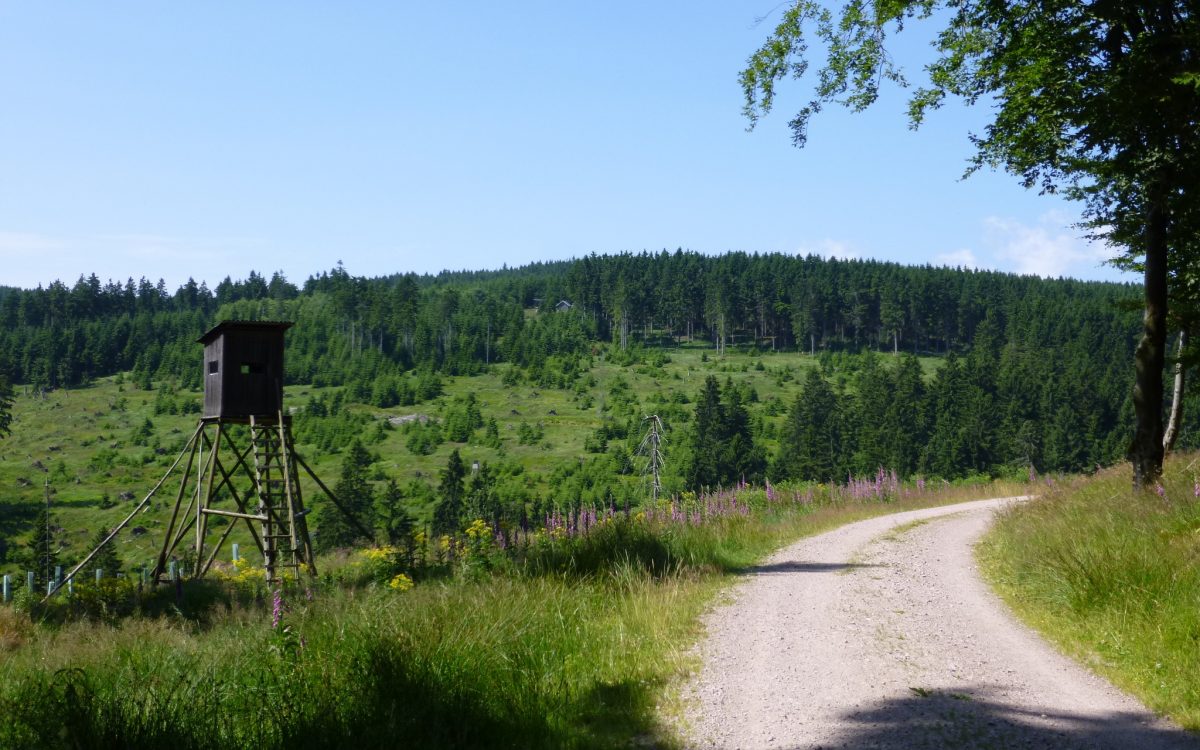 Oberhof Wanderwege auf dem Rennsteig